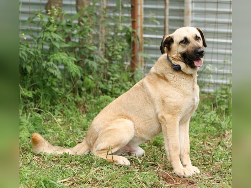 Charly, geb. 04/2023 – sanfter, gutmütiger Riese