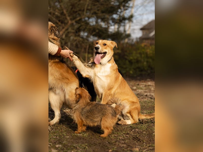Balu – ein junger Teddybär mit großem Herz sucht seine Menschen