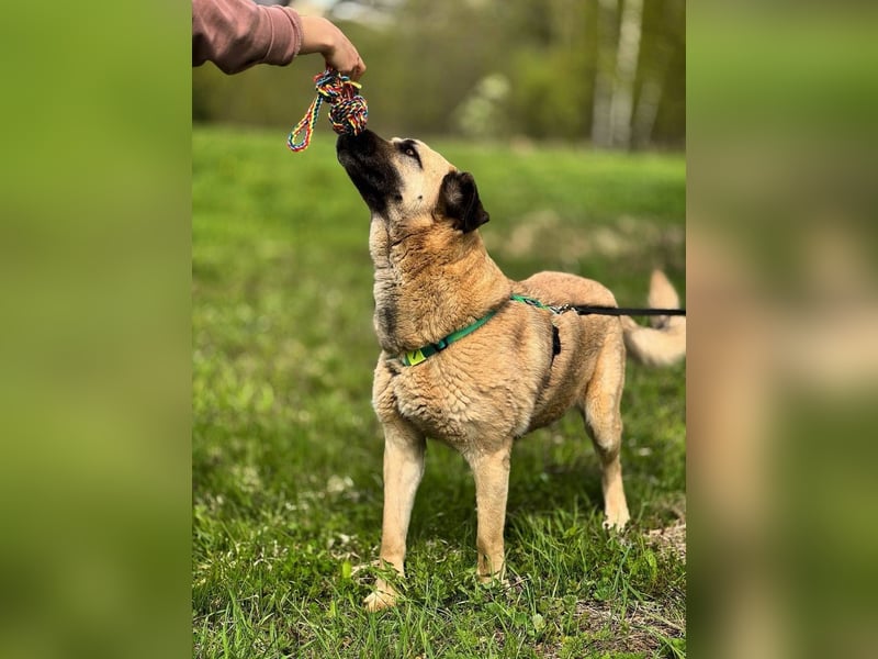 Charly, geb. 04/2023 – sanfter, gutmütiger Riese