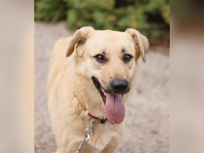 ROBIN, geb. 10/2020, Pflegestelle oder Endstelle gesucht!