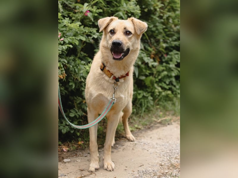 ROBIN, geb. 10/2020, Pflegestelle oder Endstelle gesucht!