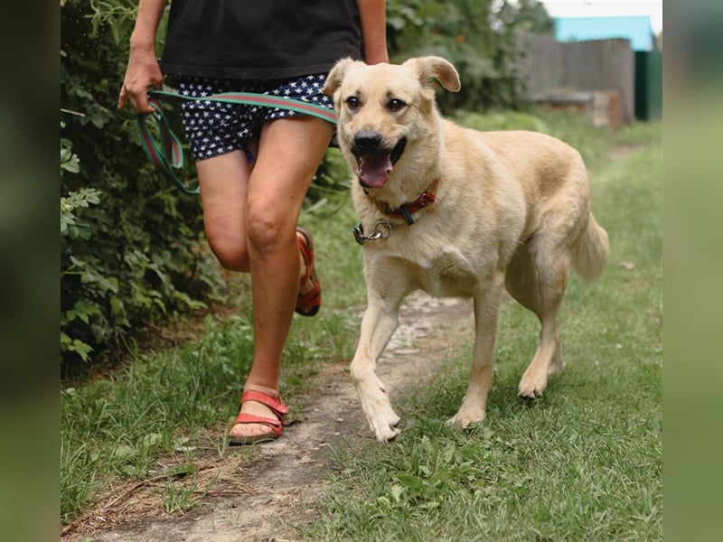 ROBIN, geb. 10/2020, Pflegestelle oder Endstelle gesucht!