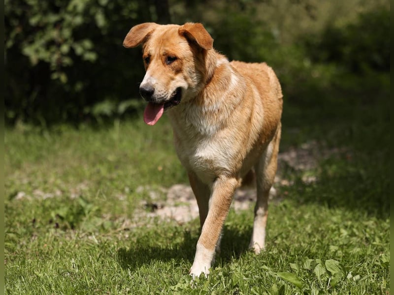 Balu – ein junger Teddybär mit großem Herz sucht seine Menschen