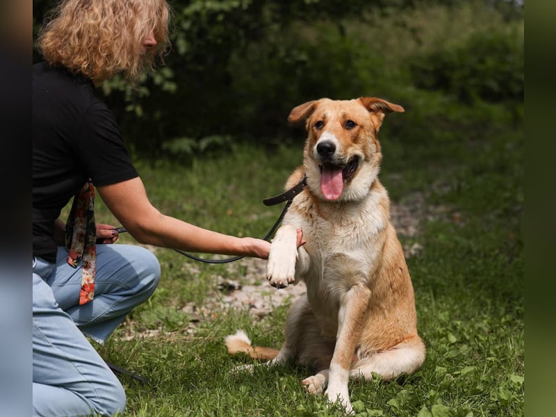 Balu – ein junger Teddybär mit großem Herz sucht seine Menschen