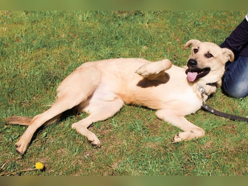 ROBIN, geb. 10/2020, Pflegestelle oder Endstelle gesucht!