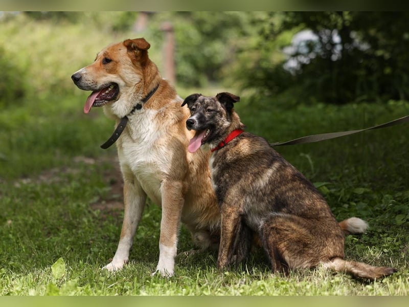 Balu – ein junger Teddybär mit großem Herz sucht seine Menschen