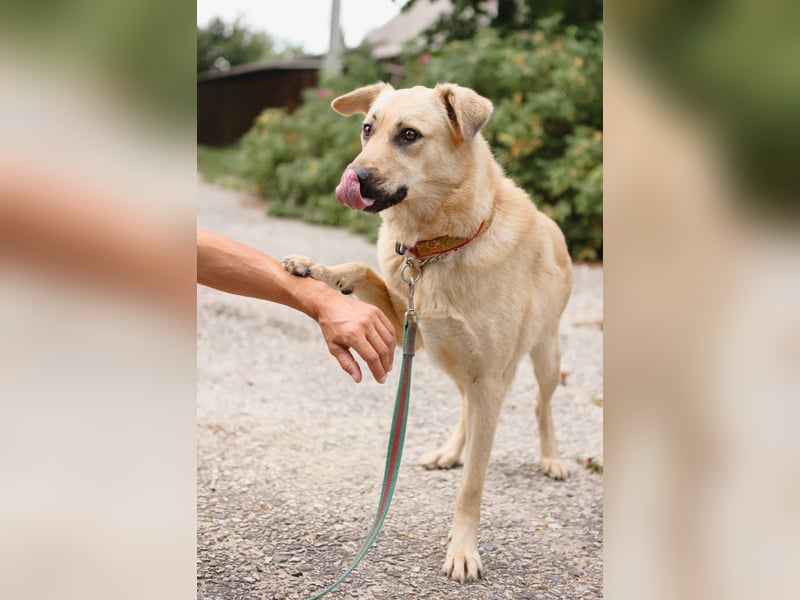 ROBIN, geb. 10/2020, Pflegestelle oder Endstelle gesucht!