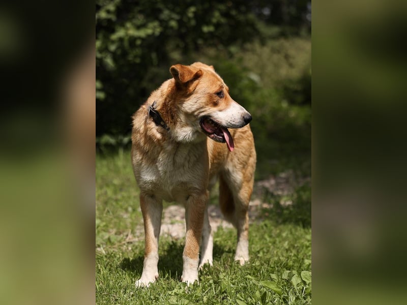 Balu – ein junger Teddybär mit großem Herz sucht seine Menschen