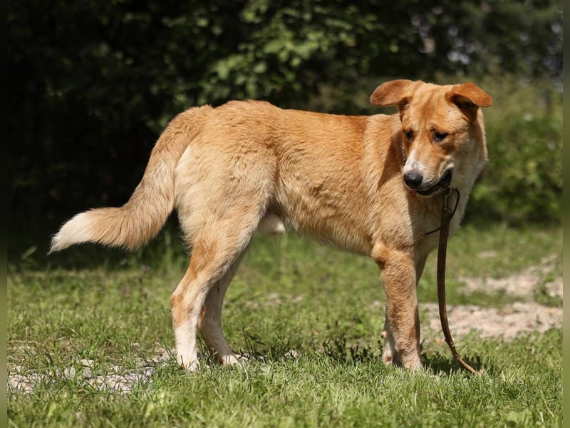 Balu – ein junger Teddybär mit großem Herz sucht seine Menschen
