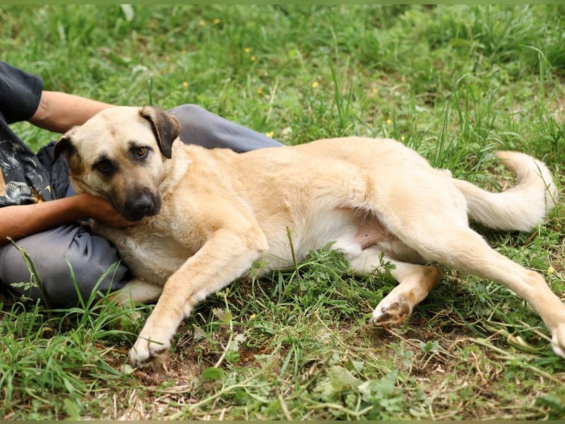 Charly, geb. 04/2023 – sanfter, gutmütiger Riese