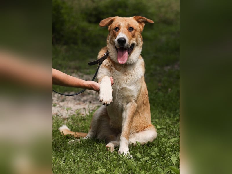 Balu – ein junger Teddybär mit großem Herz sucht seine Menschen
