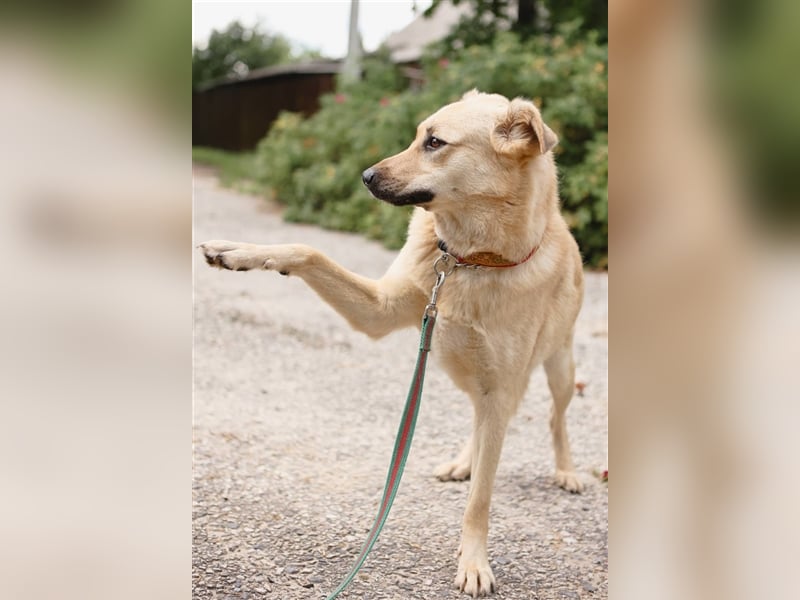 ROBIN, geb. 10/2020, Pflegestelle oder Endstelle gesucht!