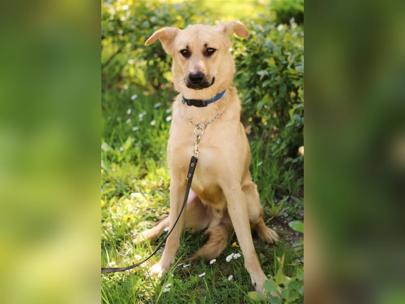 ROBIN, geb. 10/2020, Pflegestelle oder Endstelle gesucht!