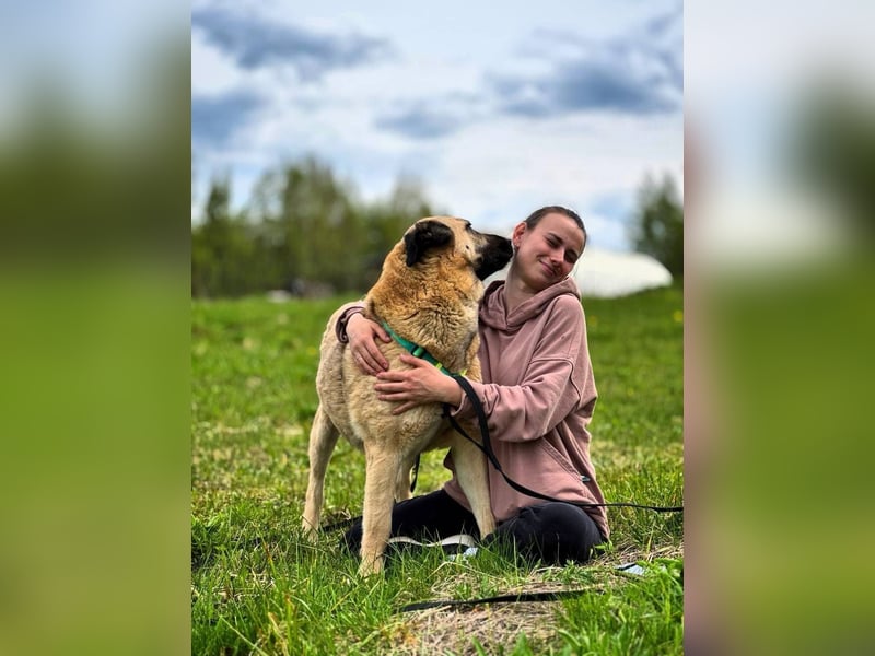 Charly, geb. 04/2023 – sanfter, gutmütiger Riese