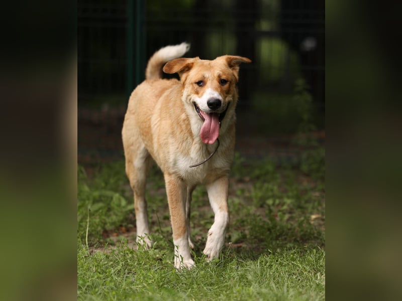 Balu – ein junger Teddybär mit großem Herz sucht seine Menschen