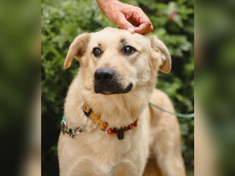 ROBIN, geb. 10/2020, Pflegestelle oder Endstelle gesucht!