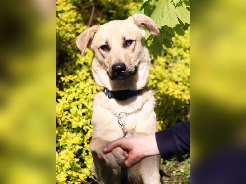 ROBIN, geb. 10/2020, Pflegestelle oder Endstelle gesucht!