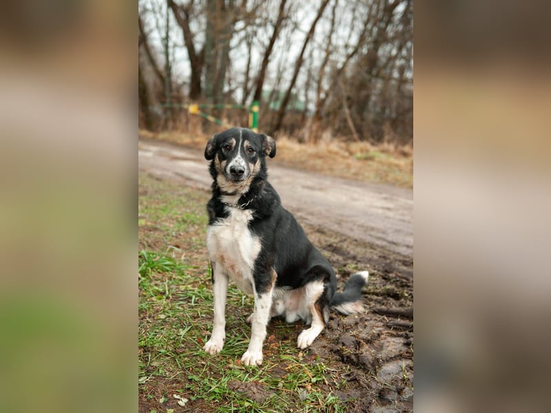 BARNY geb. 11/23 - hübscher Bube sucht seine Familie