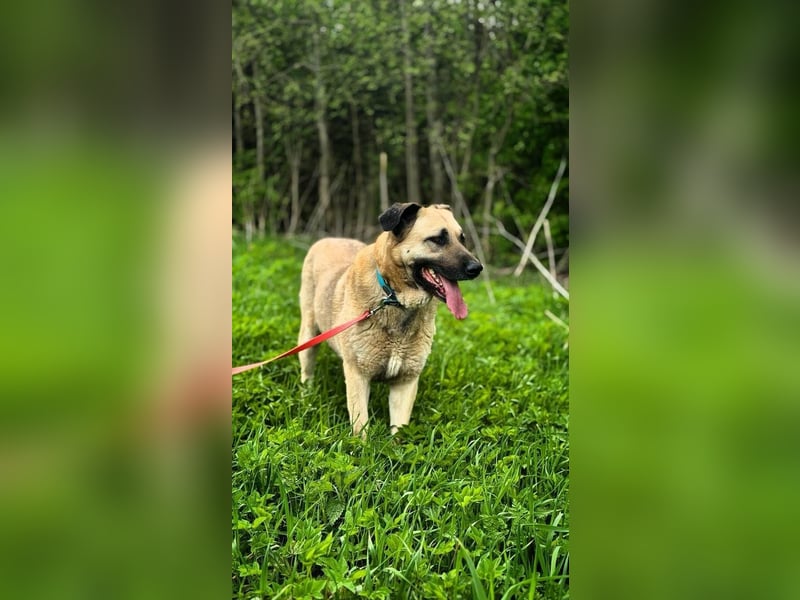 Charly, geb. 04/2023 – sanfter, gutmütiger Riese