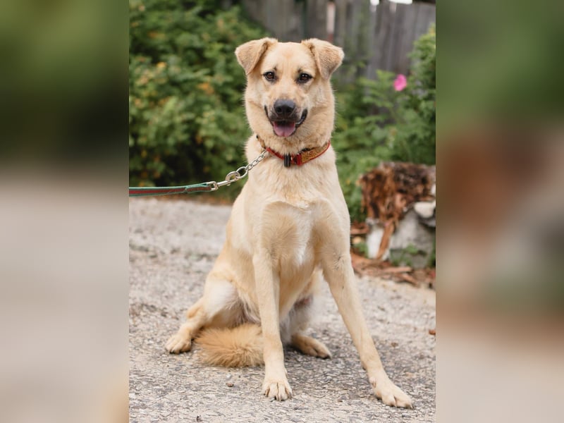 ROBIN, geb. 10/2020, Pflegestelle oder Endstelle gesucht!