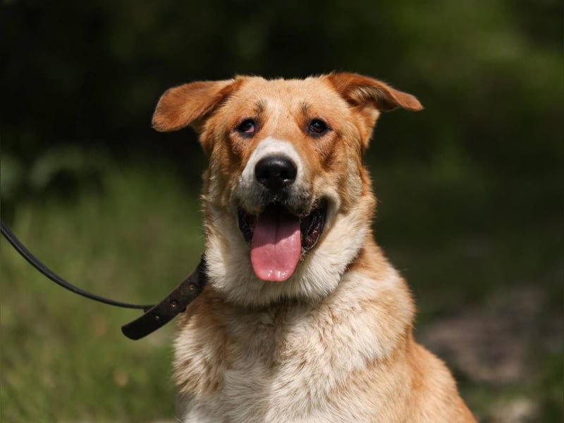 Balu – ein junger Teddybär mit großem Herz sucht seine Menschen