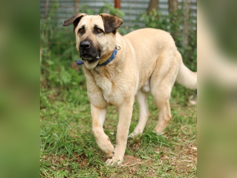 Charly, geb. 04/2023 – sanfter, gutmütiger Riese