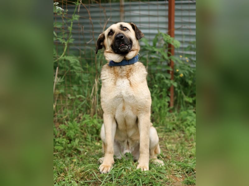 Charly, geb. 04/2023 – sanfter, gutmütiger Riese