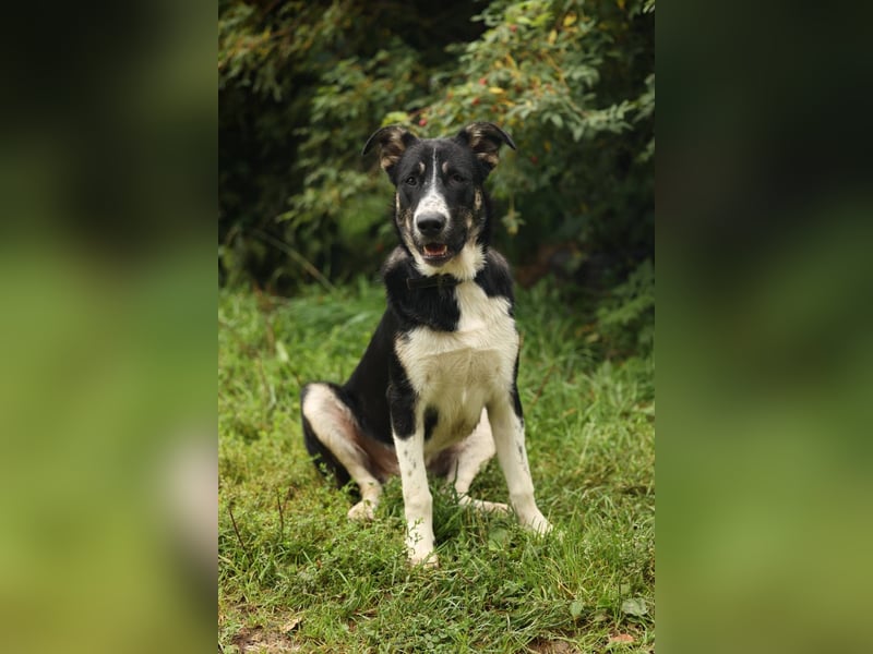 BARNY geb. 11/23 - hübscher Bube sucht seine Familie
