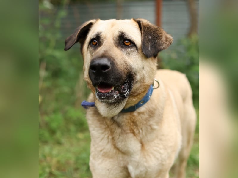 Charly, geb. 04/2023 – sanfter, gutmütiger Riese