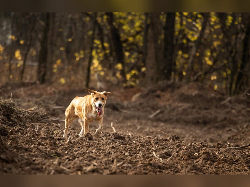 Balu – ein junger Teddybär mit großem Herz sucht seine Menschen