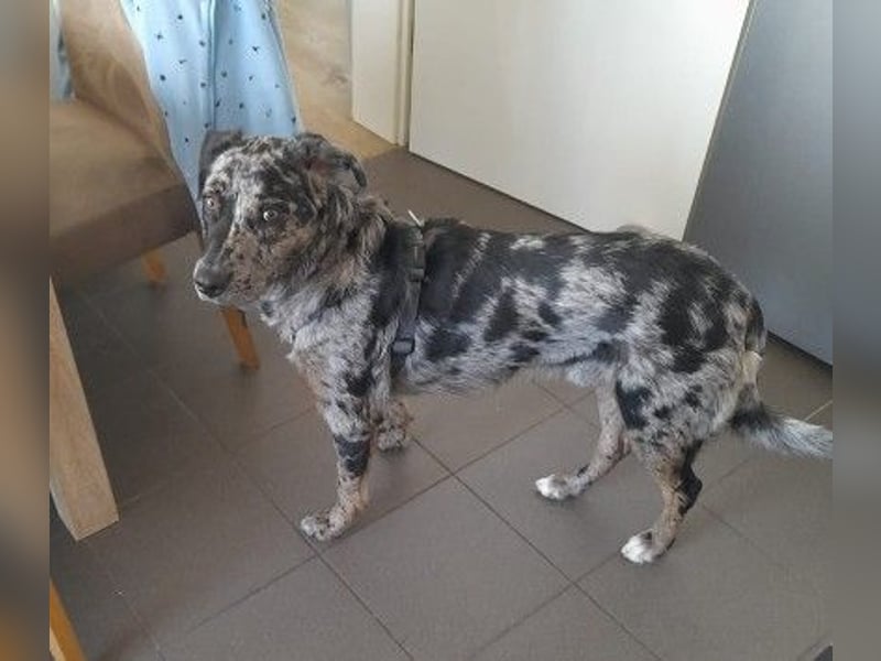 JERRY - aufgeweckter Rüde sucht erfahrenes Zuhause