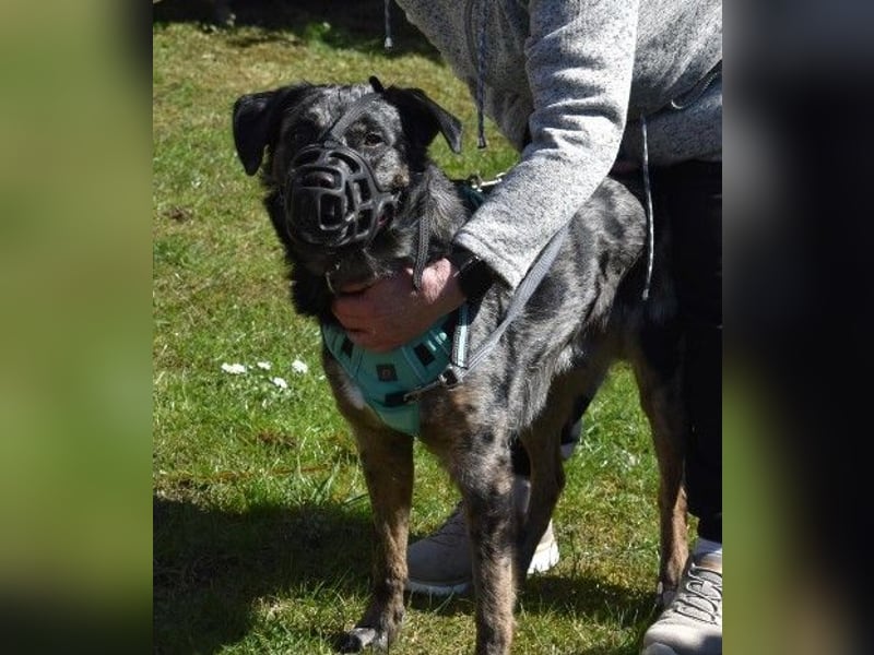 JERRY - aufgeweckter Rüde sucht erfahrenes Zuhause