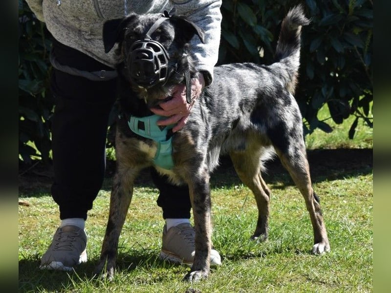 JERRY - aufgeweckter Rüde sucht erfahrenes Zuhause