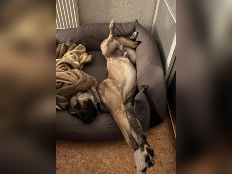 MYCROFT - lernwilliger, aufgeweckter Jungrüde sucht dringend neues Zuhause