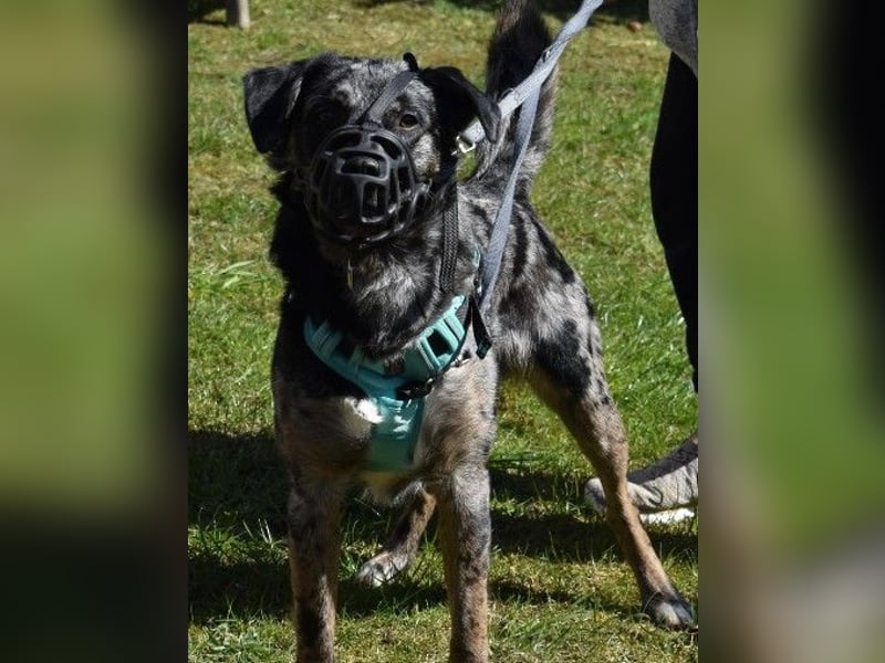 JERRY - aufgeweckter Rüde sucht erfahrenes Zuhause