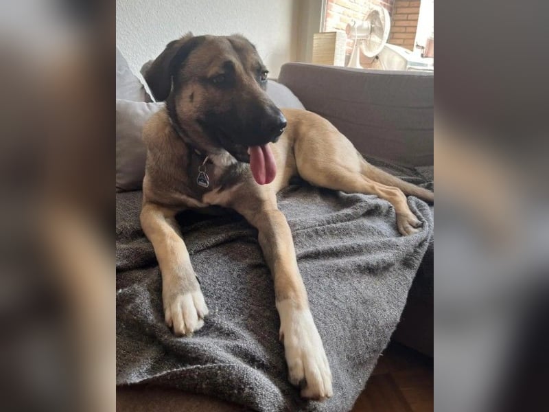 MYCROFT - lernwilliger, aufgeweckter Jungrüde sucht dringend neues Zuhause