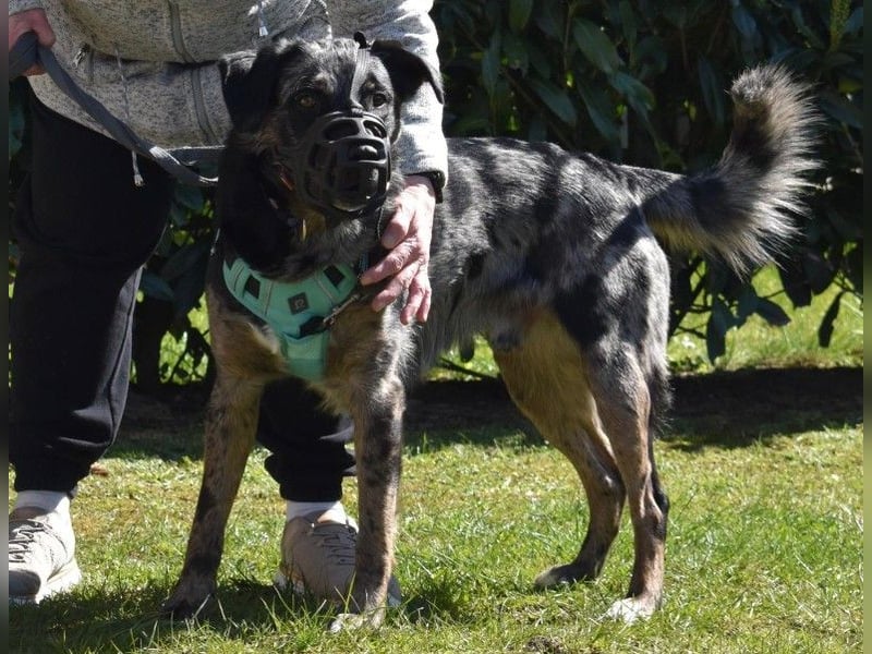 JERRY - aufgeweckter Rüde sucht erfahrenes Zuhause