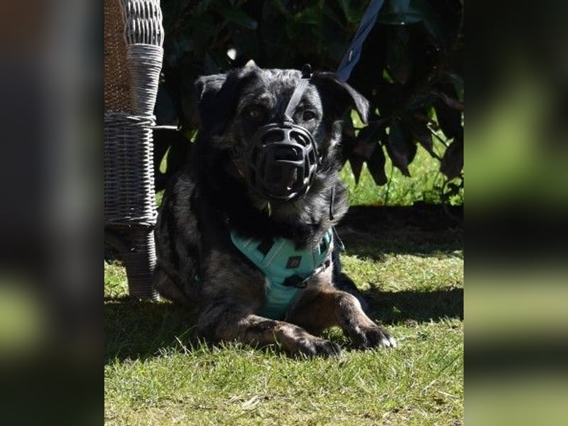 JERRY - aufgeweckter Rüde sucht erfahrenes Zuhause