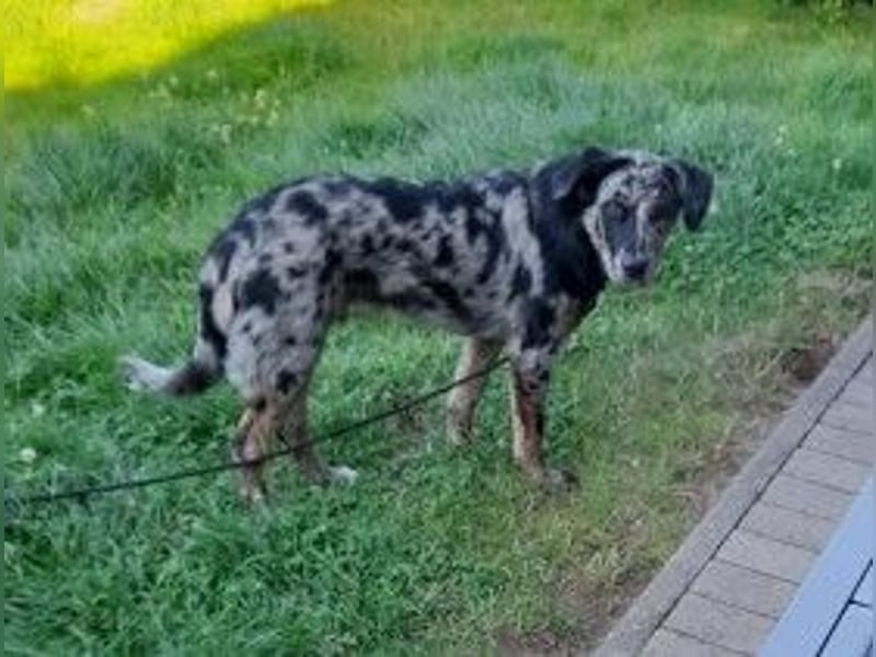 JERRY - aufgeweckter Rüde sucht erfahrenes Zuhause