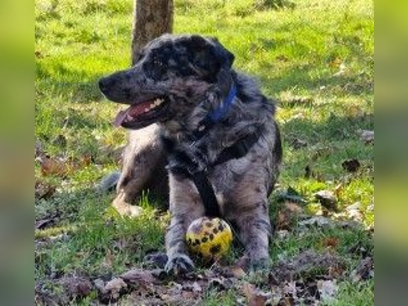 JERRY - aufgeweckter Rüde sucht erfahrenes Zuhause