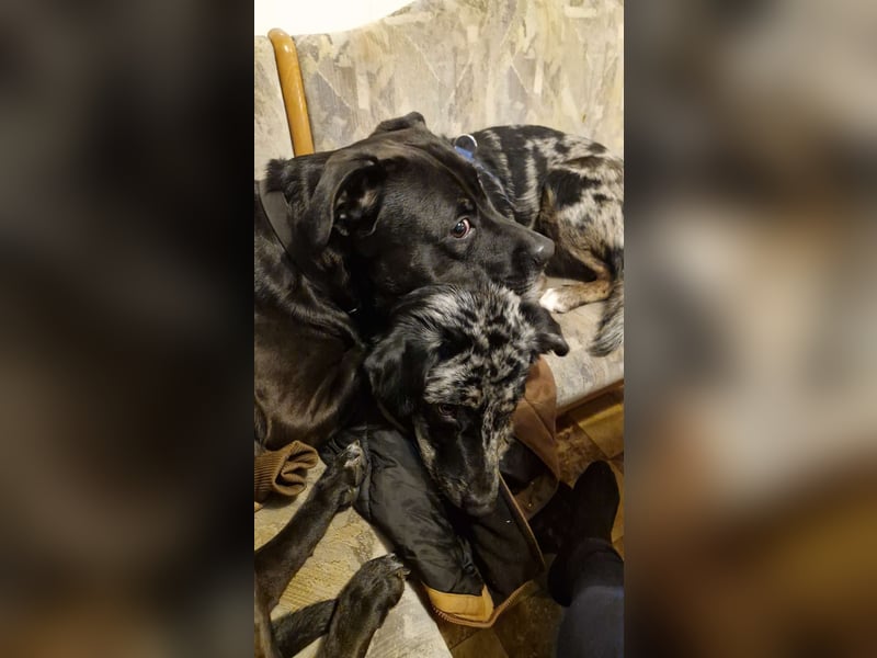 JERRY - aufgeweckter Rüde sucht erfahrenes Zuhause