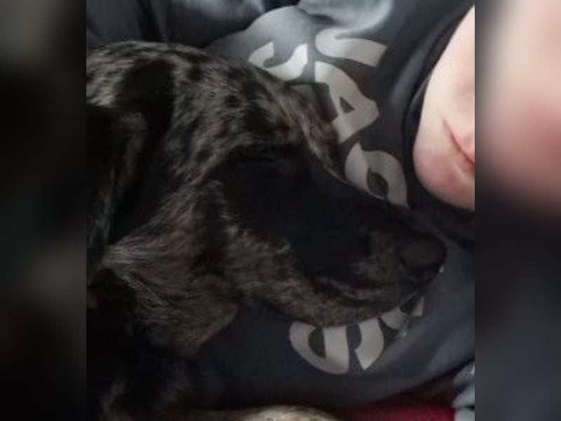 JERRY - aufgeweckter Rüde sucht erfahrenes Zuhause