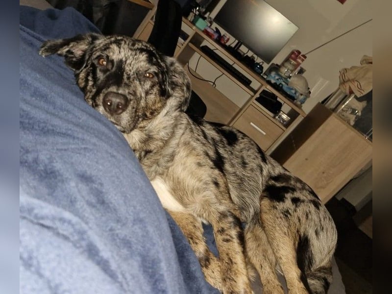 JERRY - aufgeweckter Rüde sucht erfahrenes Zuhause