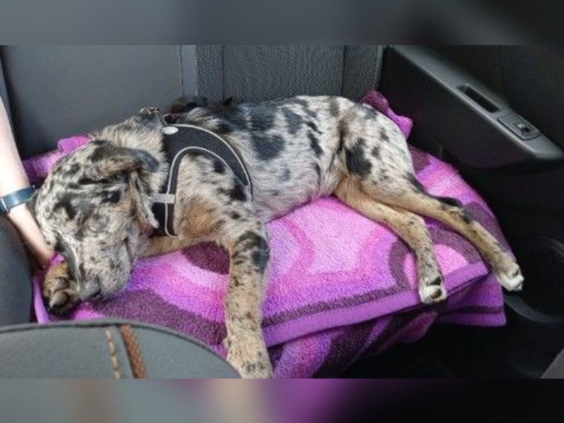 JERRY - aufgeweckter Rüde sucht erfahrenes Zuhause