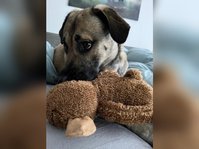 MYCROFT - lernwilliger, aufgeweckter Jungrüde sucht dringend neues Zuhause