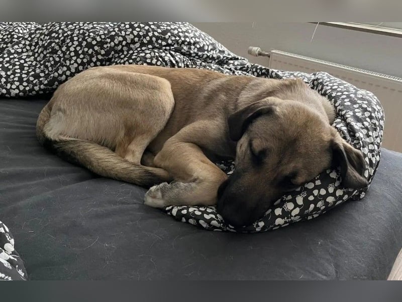 MYCROFT - lernwilliger, aufgeweckter Jungrüde sucht dringend neues Zuhause