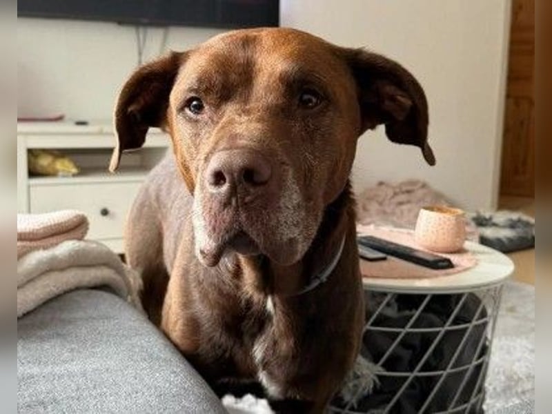 Hallo ich bin Vito, ein lieber Labbi-Mix der so gerne eine Familie hätte