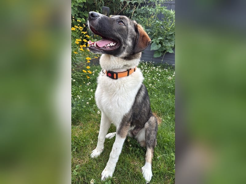 Lola - Herdenschutz-Mix