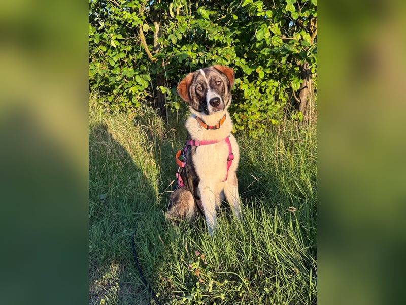Lola - Herdenschutz-Mix