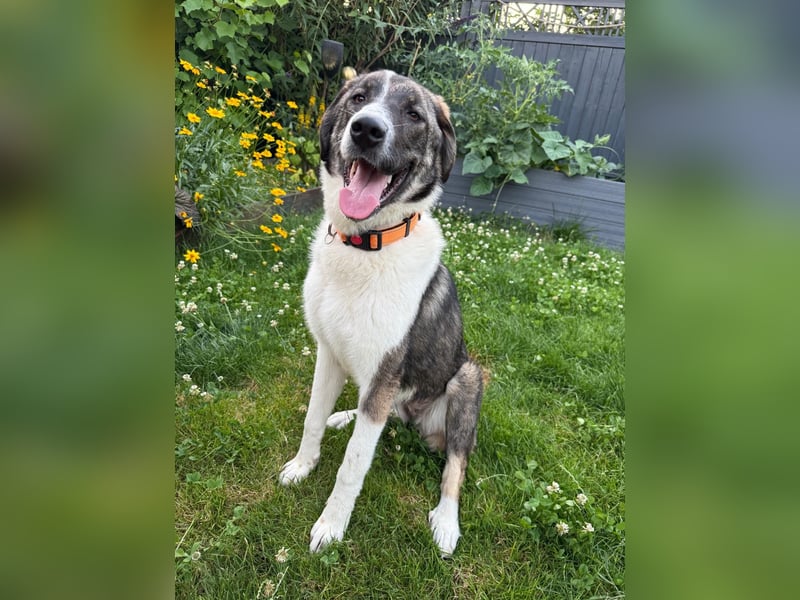 Lola - Herdenschutz-Mix